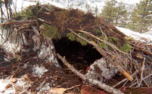 Richard Levak survival shelter