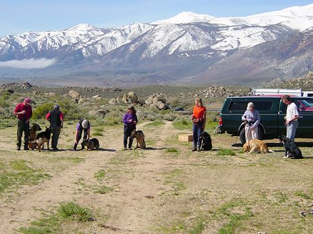 Search Dog training