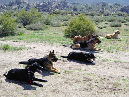 Search Dog training