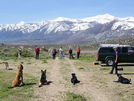 Search Dog training