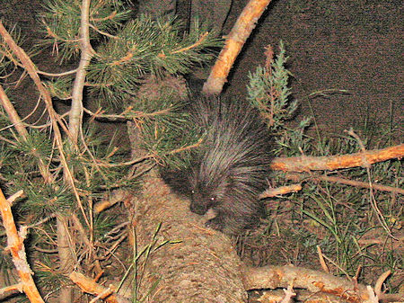 Local inhabitant greets field team Local inhabitant greets field team