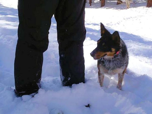 Search dog and handler