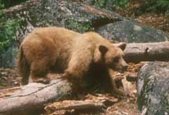 California Black Bear