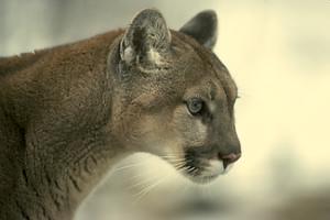 Cougar