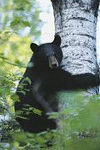 Black Bear climbing tree