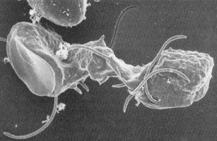 Figure 2. Trophozoite Undergoing Division