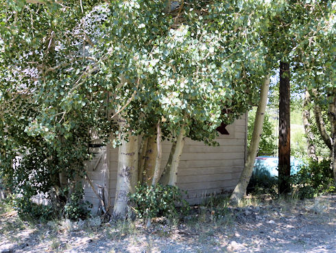 Early SAR building in June Lake - Summer 2013