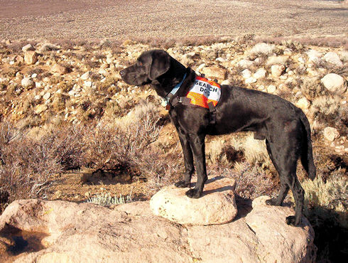 Bosley - Handler Dadre Albaugh