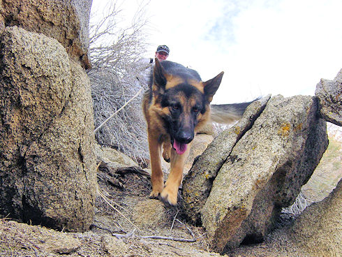 Search dog Search dog