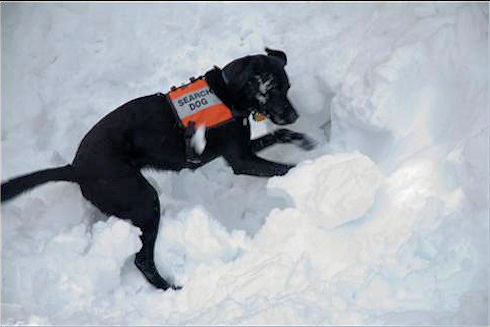 Bosley digs for victim Bosley digs for victim