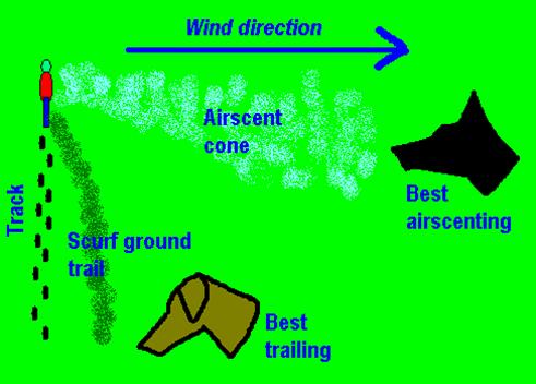 Type of search dog chart Type of search dog chart